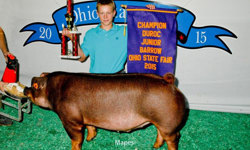 2015 Champion Duroc